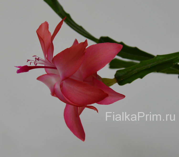 Schlumbergera Exotica