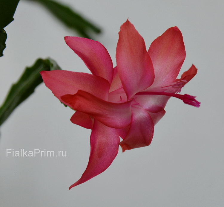 Schlumbergera Exotica