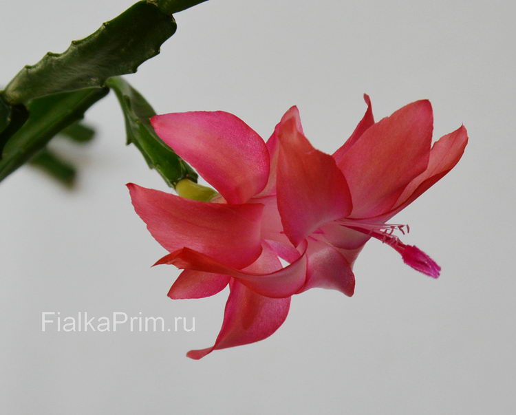 Schlumbergera Exotica