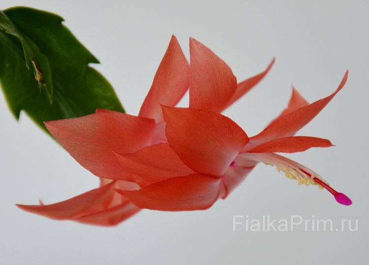 Schlumbergera Parana Brazil