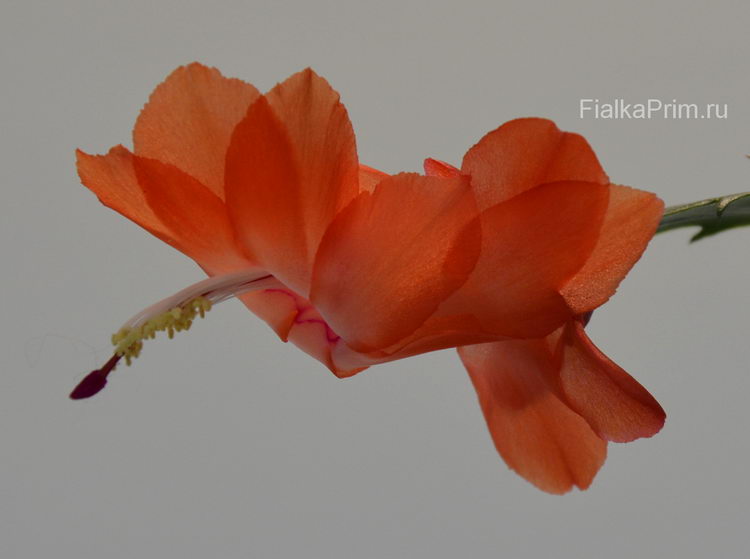 Schlumbergera Apricot Dancer