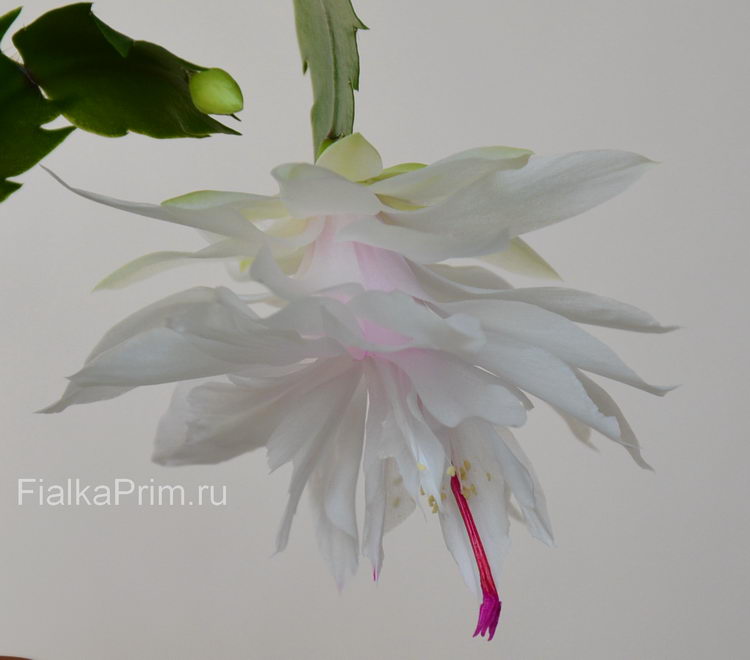 Schlumbergera Branca Dobrada
