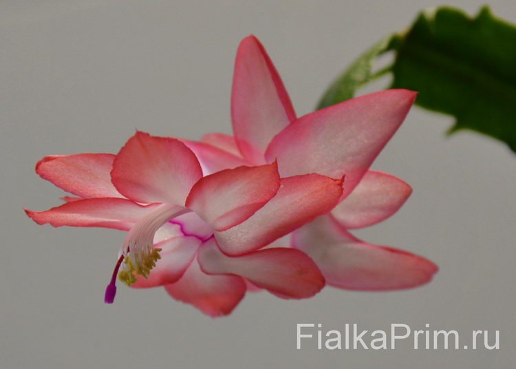 Schlumbergera Liberty Jasma Jay